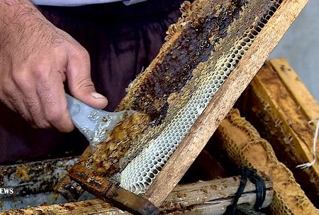 تشکیل و راه اندازی زنجیره عسل در آذربایجان غربی ضروری است