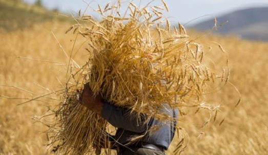 خرید تضمینی گندم در آذربایجان غربی آغاز شد
