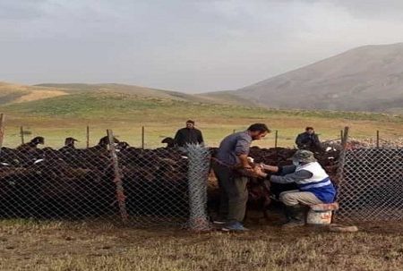 ارائه خدمات دامپزشکی به دامداران عشایر آذربایجان غربی