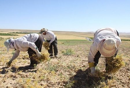 برداشت حدود ۴۲۰۰۰ تن نخود از مزارع آذربایجان غربی