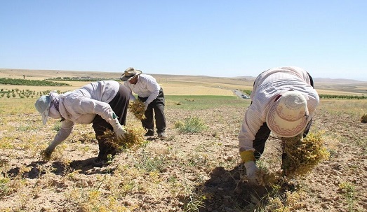 برداشت حدود ۴۲۰۰۰ تن نخود از مزارع آذربایجان غربی