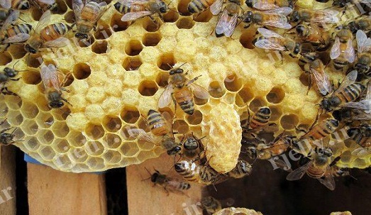 برداشت ژل رویال از زنبورستان‌های خوی آغاز شد
